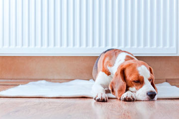 Dog by radiator